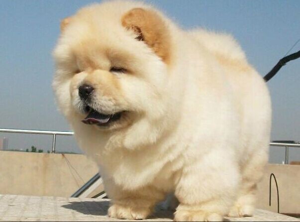 美国狗界钻石王老五哈希娱乐- 哈希游戏平台- 哈希游戏官方网站：4岁柴犬因长得帅代言名牌一年赚120万